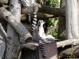 Tiergarten Schönbrunn am 23.03.2023